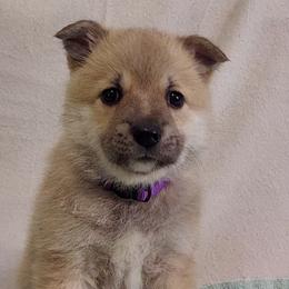 Norwegian Buhunds from Rose Shadow Ranch