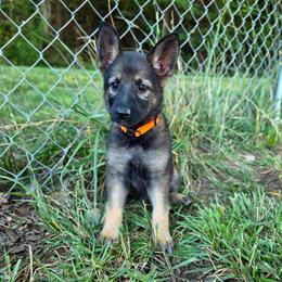 Merida - Sable female German Shepherd puppy in Winston Salem, North Carolina from Samtastic Shepherds