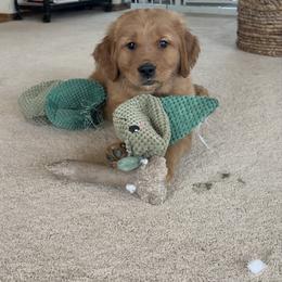 Rainbow Dash - Dark golden male Golden Retriever puppy in Mountain Home, Idaho from Poppy's Garden Golden Retrievers