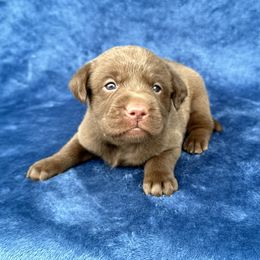 7th born - Chocolate female Labrador Retriever puppy in Antwerp, Ohio from Clark’s Loyal Labradors