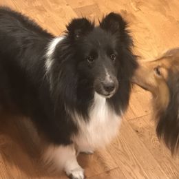 Lexi - Shetland Sheepdog