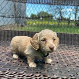 Della - Red female Dachshund puppy in Stilwell, Oklahoma from Mountain Top Dachshunds