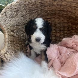 Bernedoodle Puppies from Timber Trail Bernedoodles RI