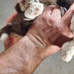 Aussiedoodle Puppies from Abbott Family Farm