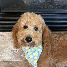 Ivy - Goldendoodle