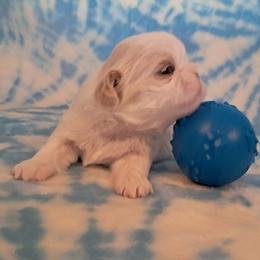 Camille - White female Shih Tzu puppy in Silver Springs, Nevada from Meadowlyn's Dream Shih Tzu