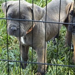 Pink collar - Gray female Cane Corso puppy in Morgan Hill, California from Corso Empire