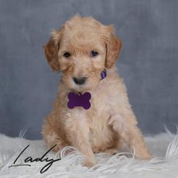 Lady - Cream female Goldendoodle puppy in Guthrie, Oklahoma from Edmond Doodles, LLC
