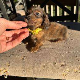 Yellow collar boy brindle - Brindle male Dachshund puppy in Statesville, North Carolina from Kmh Southern Dachshunds