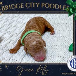 Grace - Apricot female Poodle puppy in Signal Mountain, Tennessee from Bridge City Poodles