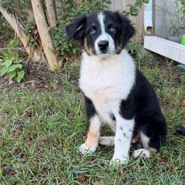 Bacardi - Black tri-color female Australian Shepherd puppy in Howardsville, Virginia from Spectacular Aussies and Cavaliers