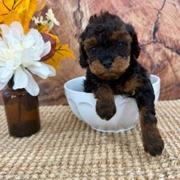 Penelope - Sable female Cockapoo puppy in Beresford, South Dakota from DAKOTA DOOD RANCH