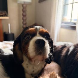 Cavalier King Charles Spaniel puppies from CreekSong Farm Cavaliers