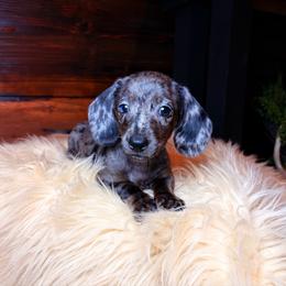 Valora - Dapple female Dachshund puppy in Washburn, Tennessee from Clinch Mountain Dachshunds