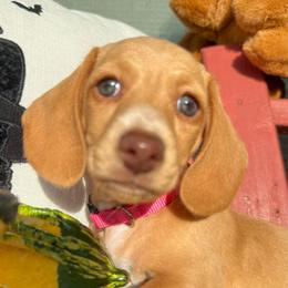 Roo - Cream female Dachshund puppy in Homedale, Idaho from Jeff & Joette