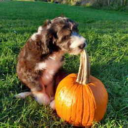 Fozzie - Black and white male Sheepadoodle puppy in Bellevue, Iowa from Fluffy Wonders Poms and Doodles