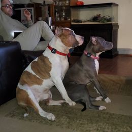 Nemesis - American Staffordshire Terrier