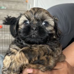 Shih Tzu Puppies from Riley Family Kennel