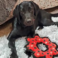 Labrador Retriever puppies from Cedar Ridge Kennel