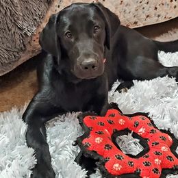 Labrador Retriever puppies from Cedar Ridge Kennel