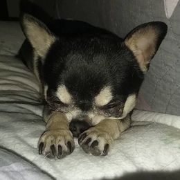 Chihuahuas from LANDSLIDE CHIHUAHUAS