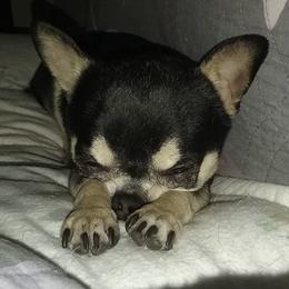 Chihuahuas from LANDSLIDE CHIHUAHUAS