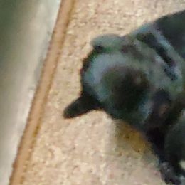 Miniature Schnauzer Puppies from Findell Kennel