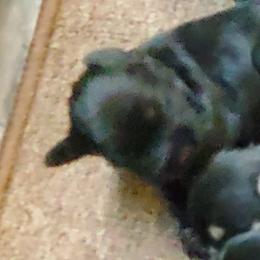 Miniature Schnauzer Puppies from Findell Kennel