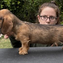 Dachshund Puppies from Passport Dachshunds