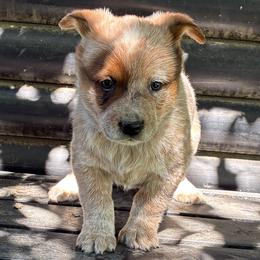 L65-01 - Red speckled male Australian Cattle Dog puppy in Sheridan, Oregon from 6pk Cattledogs