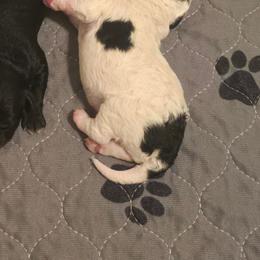 Bandit - Black and white male Cavapoo puppy in Perham, Minnesota from Steel Horse Kennels Inc