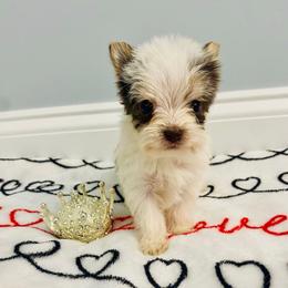 Tails - Chocolate, tan and white male Yorkshire Terrier puppy in Chattanooga, Tennessee from Fuzzy Yorkie Babies