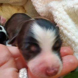 Miniature Australian Shepherd Puppies from Barnyard Mini Aussies