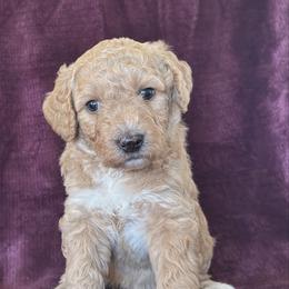 Ruby - Apricot female Goldendoodle puppy in Morriston, Florida from Florida's Joyful Goldendoodles
