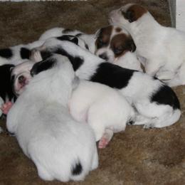 Australian Cattle Dog Puppies from Southern Oregon Heelers