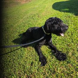 Vennom - Black male Giant Schnauzer puppy in Fraziers Bottom, West Virginia from Loyal Hearts Farm / RK's Dobermans