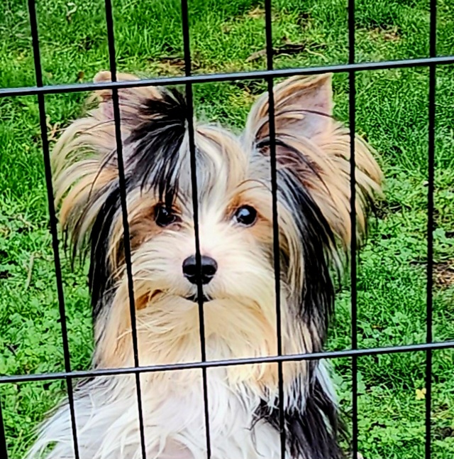 Risky - Yorkshire Terrier