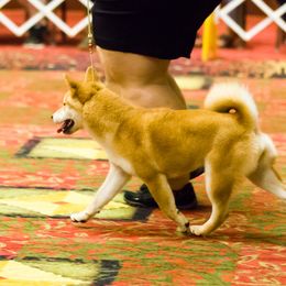 Shiba Inu and Siberian Husky Puppies from Mirage Siberians