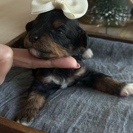 K Turquoise Girl - Phantom female Goldendoodle puppy in Lewisville, Texas from Texas Goldendoodle Lovers