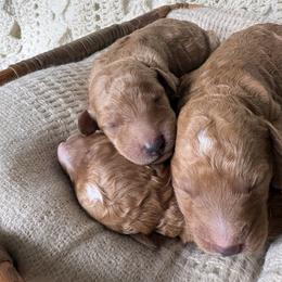 Solid apricot girl - Apricot female Poodle puppy in Anna, Texas from Sweet Country Standards