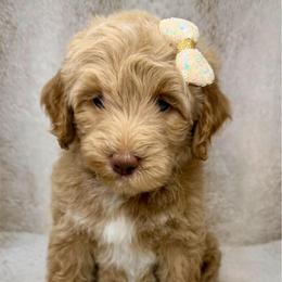 Bliss - Caramel red female Australian Labradoodle puppy in Upland, California from Kings Labradoodles