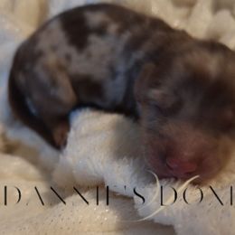 Poppy - Dapple female Dachshund puppy in Hiddenite, North Carolina from Dannie's Doxies