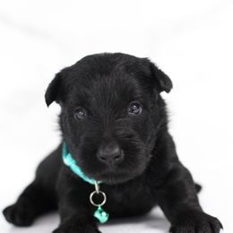 Oran - Black male Scottish Terrier puppy in Mount Joy, Pennsylvania from K&M Kennel