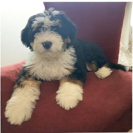 Molly - Bernedoodle