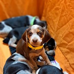 Basset Hound and Beagle Puppies from Orange Mountain Basset Hounds & Beagles