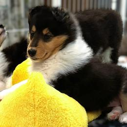 Tri Girl - Black white and tan female Collie puppy in Venice, Florida from SUNCREST COLLIES
