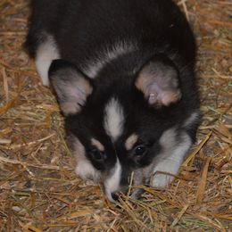Pembroke Welsh Corgi Puppies from Griswold Pembroke Welsh Corgis