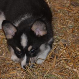 Pembroke Welsh Corgi Puppies from Griswold Pembroke Welsh Corgis