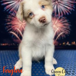 Foxglove - Red merle male Australian Shepherd puppy in Falmouth, Kentucky from Queen City Farm