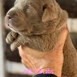 Em - Chocolate female Labrador Retriever puppy in Sullivan, Missouri from O’Dell Labs